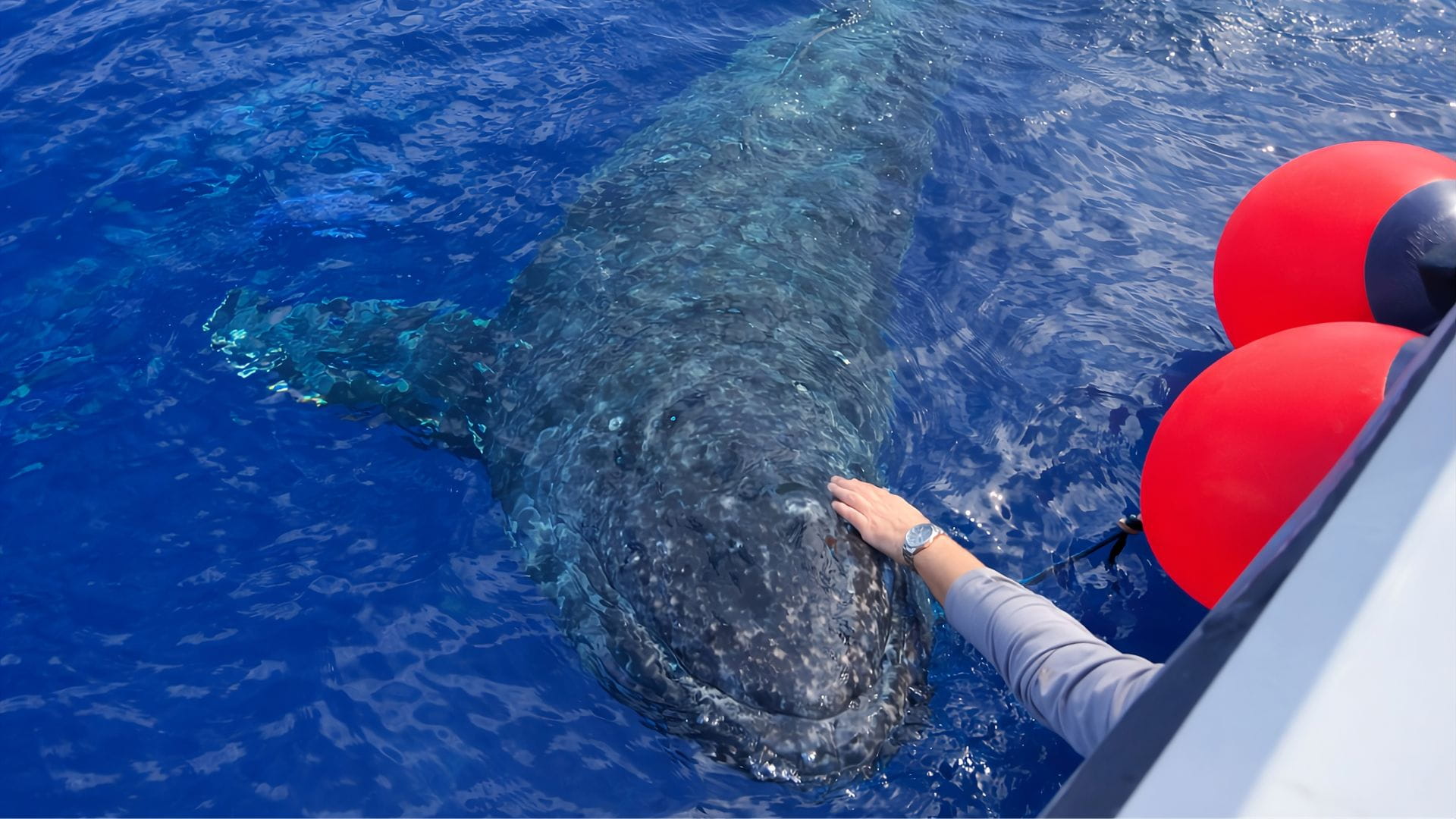 Whale Watching from Maalaea Harbor