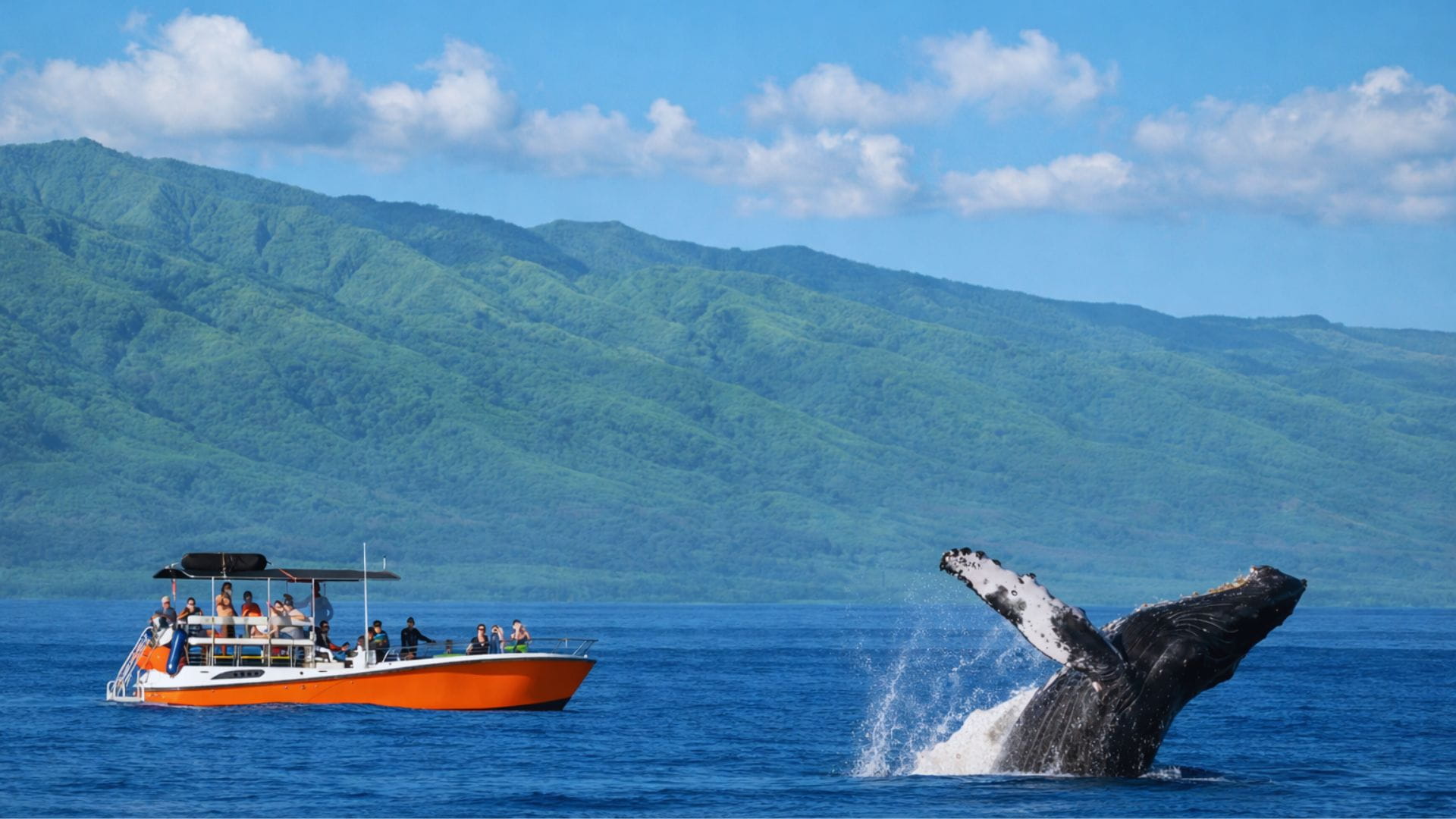 Whale Watching in Lahaina, Maui